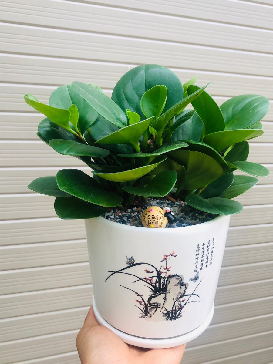CÂY TRƯỜNG SINH ĐỂ BÀN