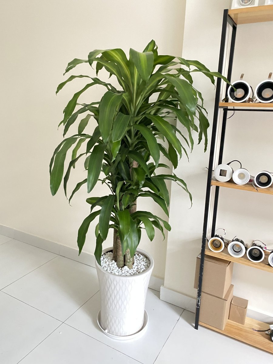Cây Phát Tài 3