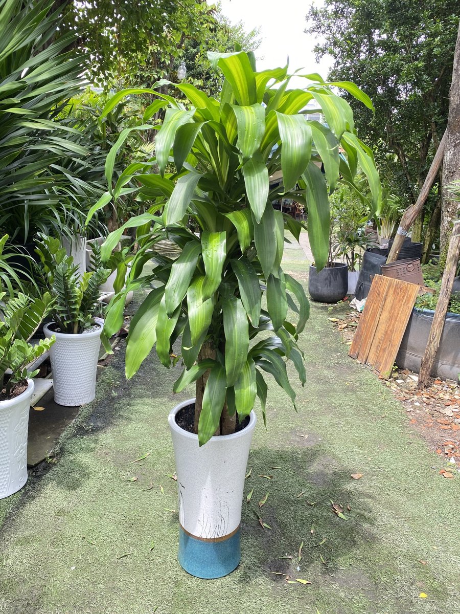 Cây Phát Tài 2