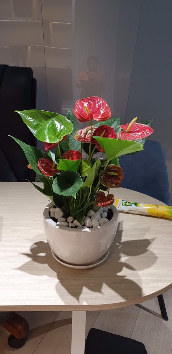Cây Hồng Môn