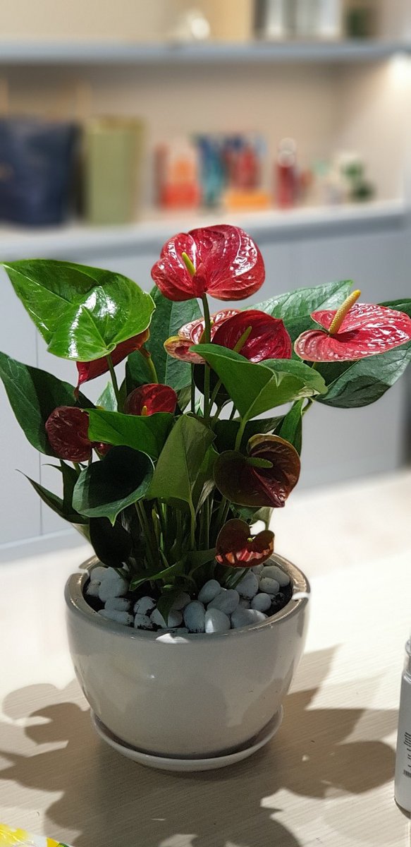 Cây Hồng Môn 2