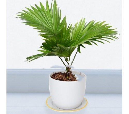 Cây Cọ Ta 2