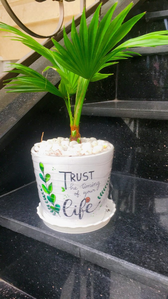 Cây Cọ Ta 3