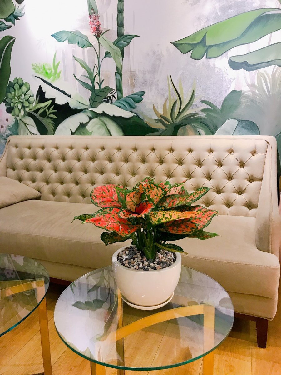 Cây Vạn lộc 3