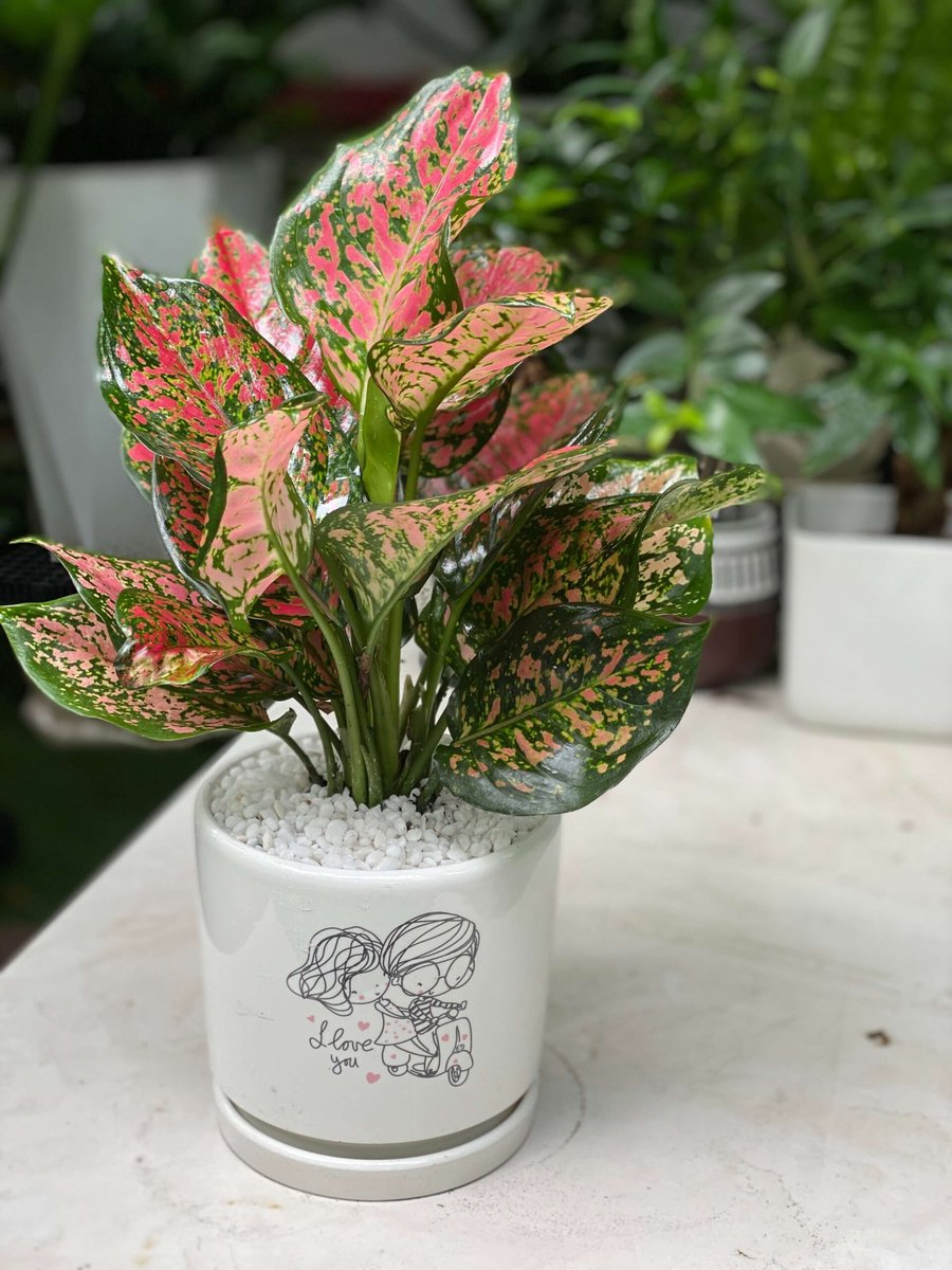 Cây Vạn lộc