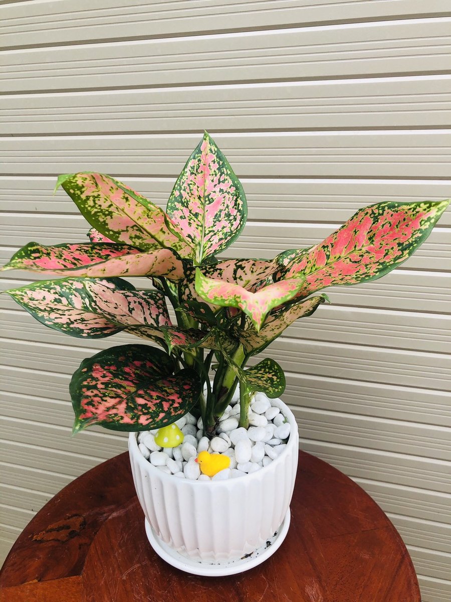 Cây Vạn lộc 2