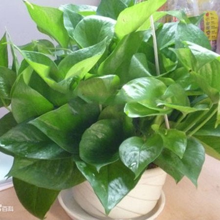 TRẦU BÀ THÁI XANH 3