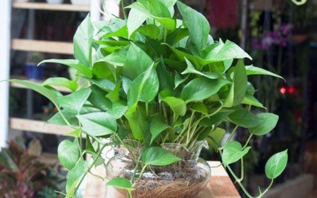 TRẦU BÀ THÁI XANH 2