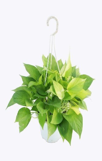 TRẦU BÀ THÁI VÀNG 3