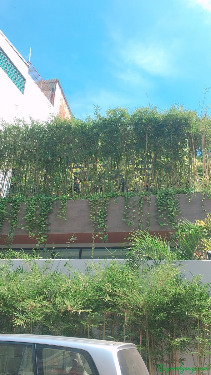 CÂY TRÚC CẦN CÂU 2