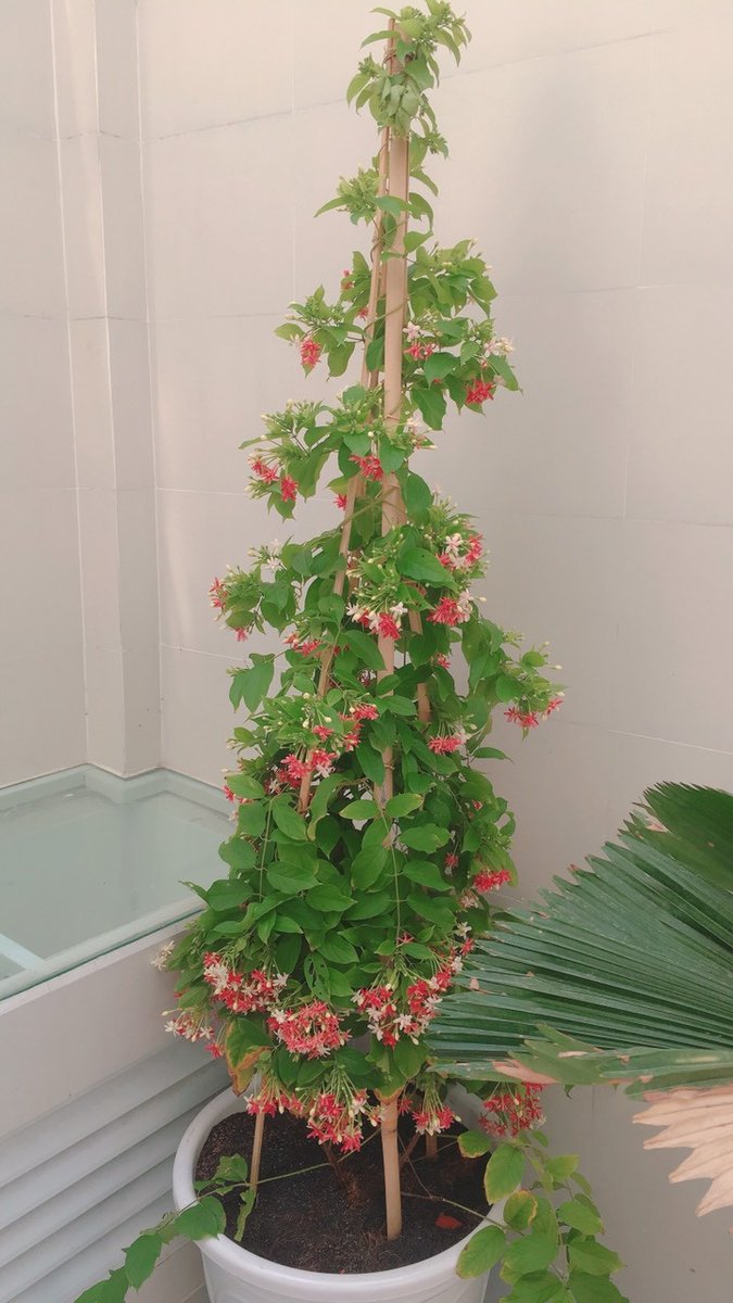 CÂY TRANG LEO