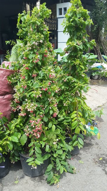 CÂY TRANG LEO 2