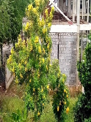 CÂY CHUÔNG VÀNG 3