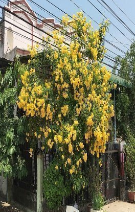 CÂY CHUÔNG VÀNG 2