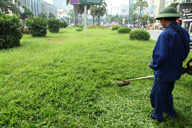 CÂY CỎ LÁ GỪNG 2