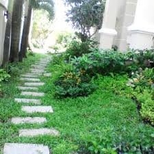 CÂY CỎ LÁ GỪNG 3