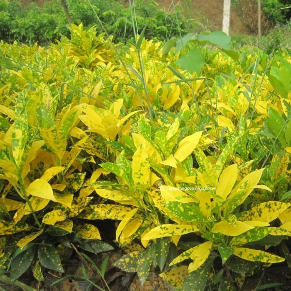 CÂY VÀNG ANH LÁ ĐỐM