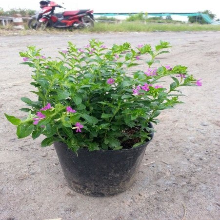 CÂY CẨM TÚ MAI