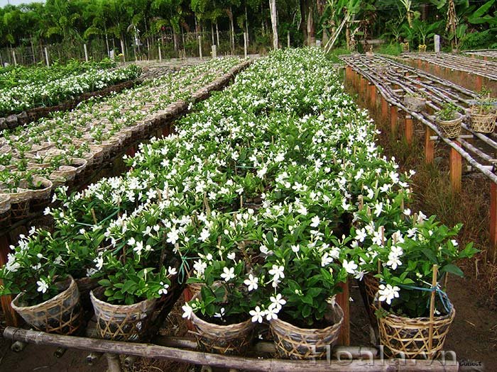 CÂY MAI CHỈ THIÊN 2