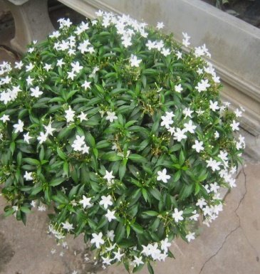CÂY MAI TIỂU THƠ 3