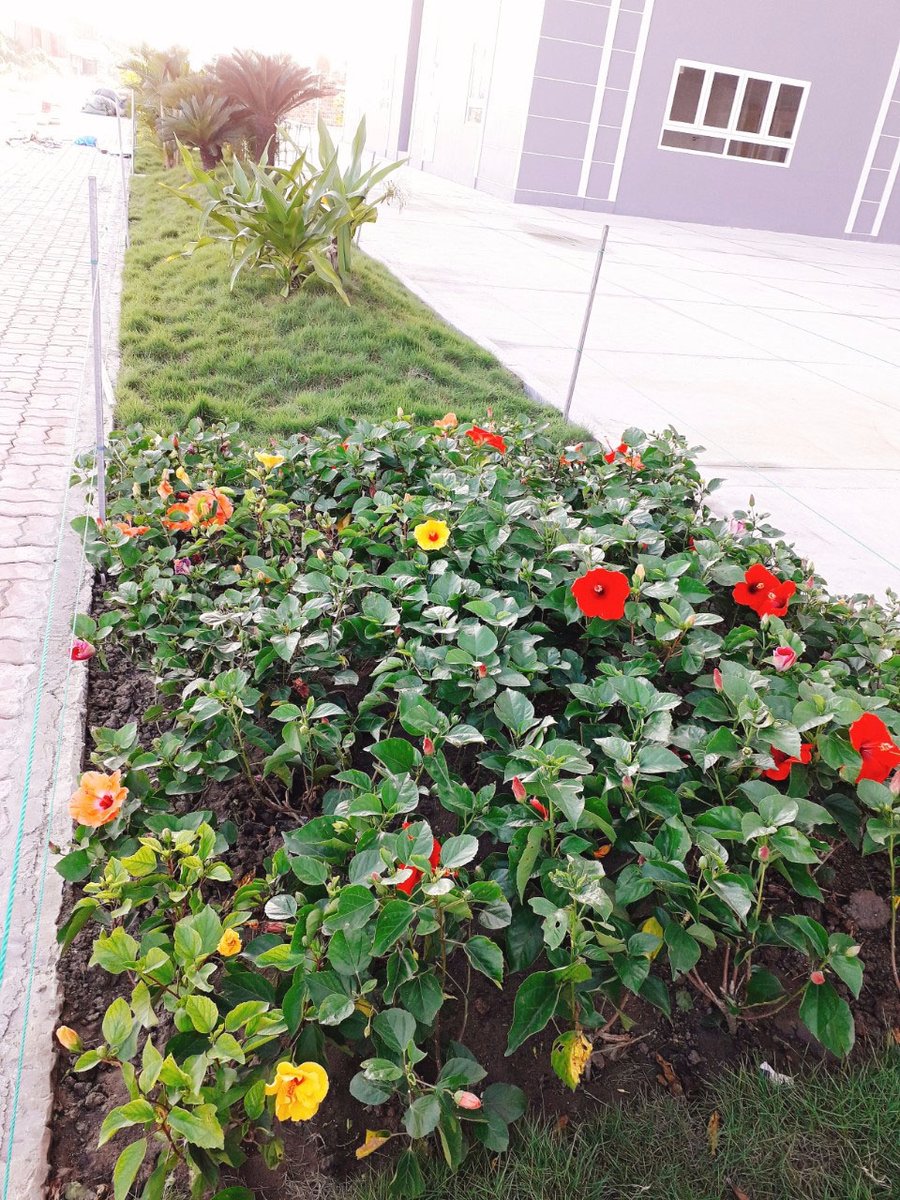 CÂY BÔNG BỤP 3