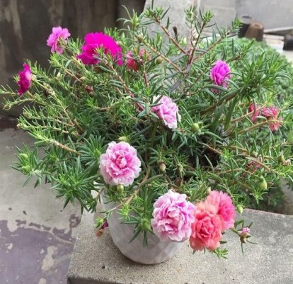 CÂY HOA MƯỜI GIỜ 3