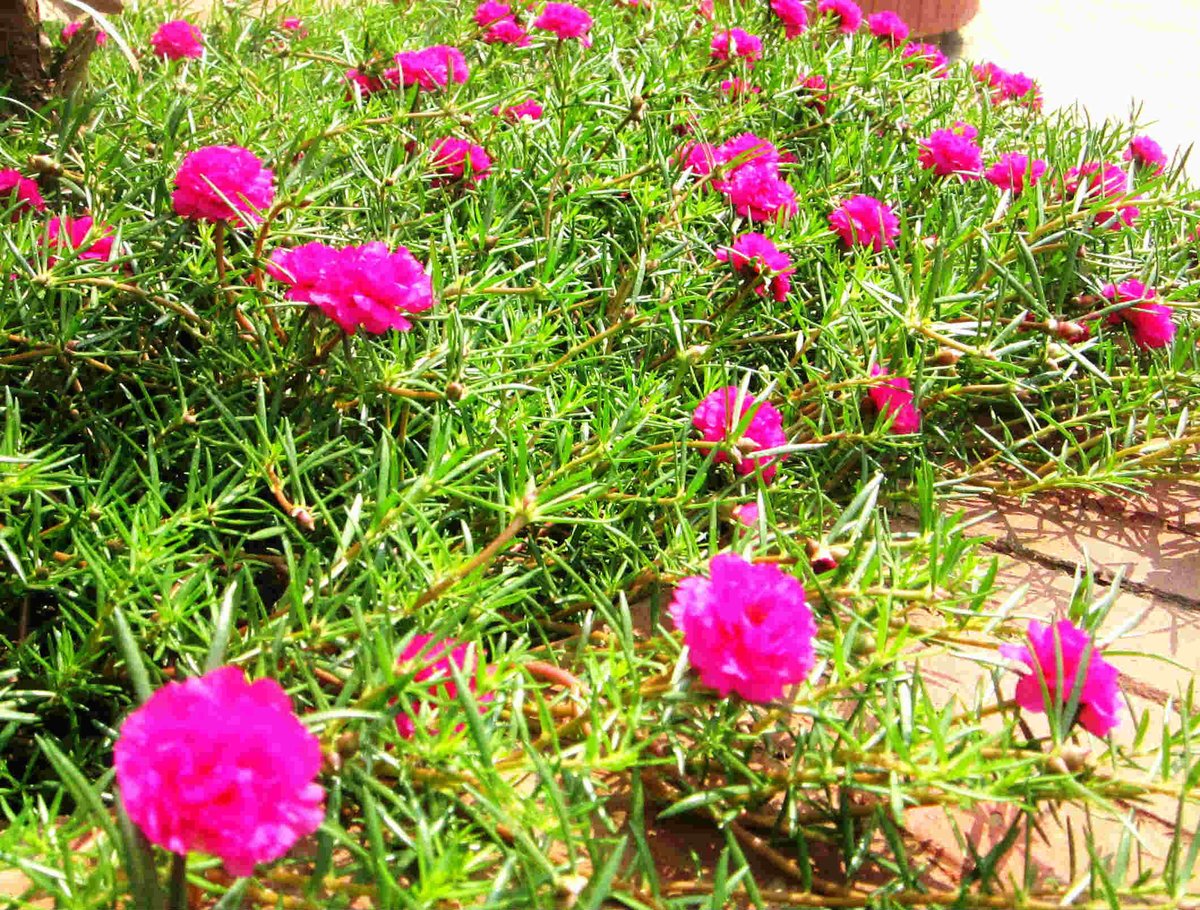 CÂY HOA MƯỜI GIỜ 2