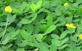 CÂY CỎ ĐẬU PHỘNG 2