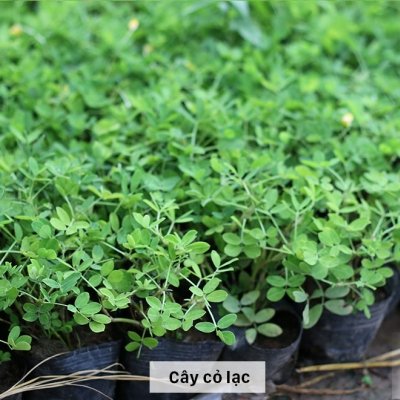 CÂY CỎ ĐẬU PHỘNG
