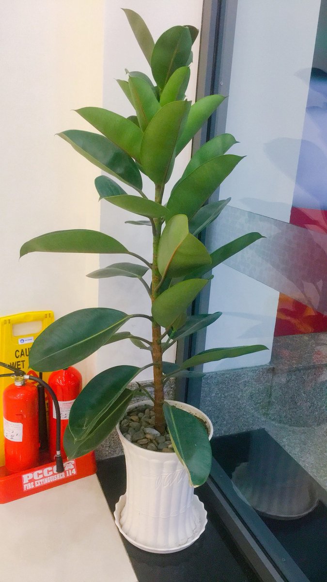 Cây Đa búp đỏ 2