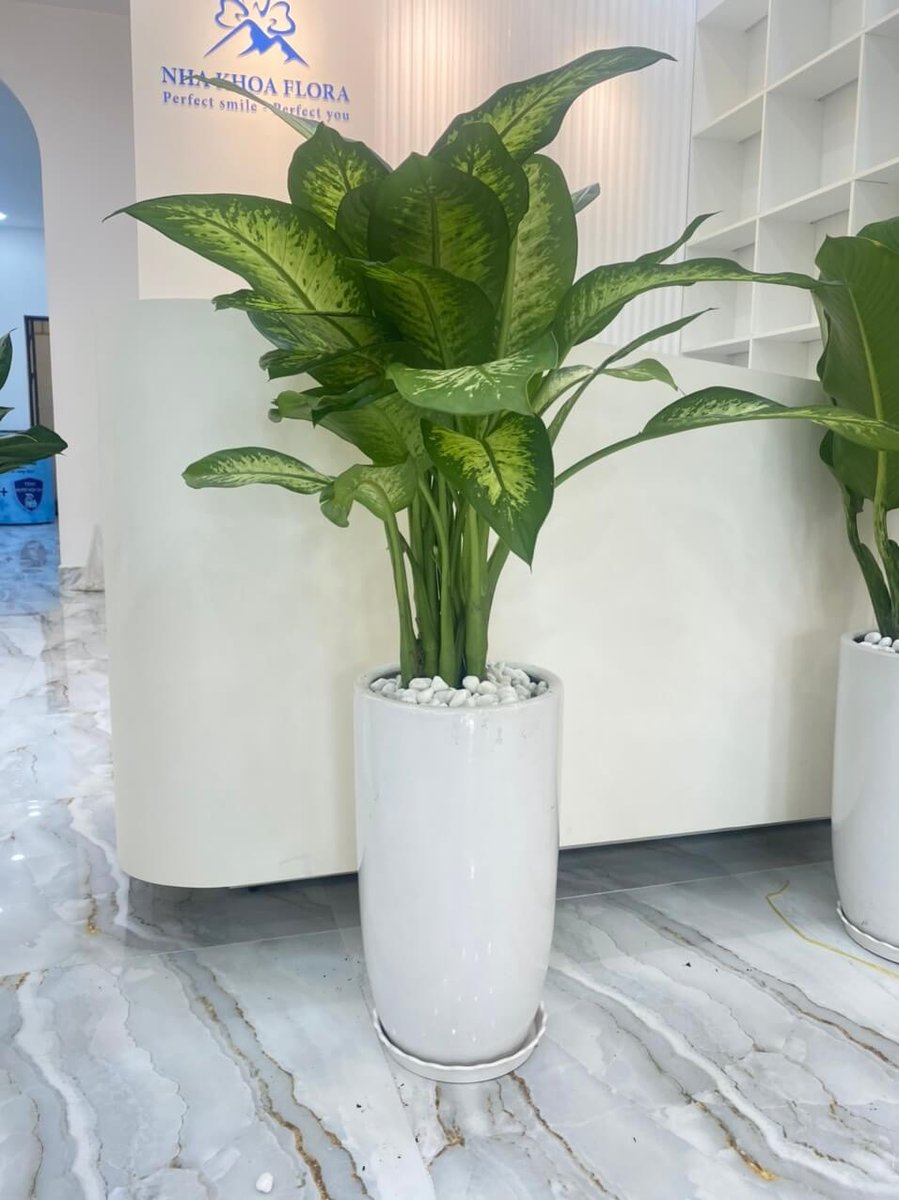 Cây Vạn niên thanh