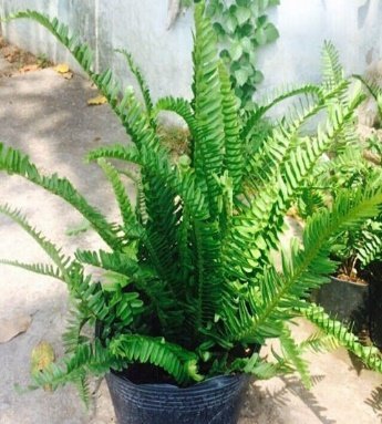 Cây Dương xỉ 3