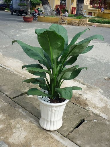 Cây lan ý mỹ