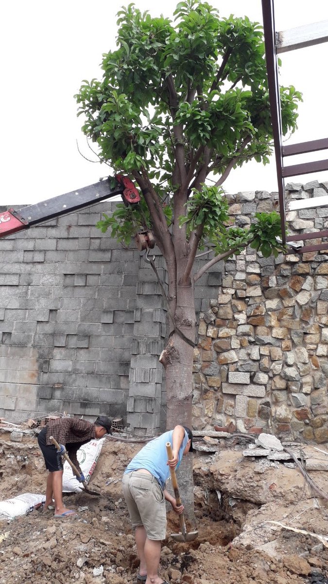Cây sa la 2
