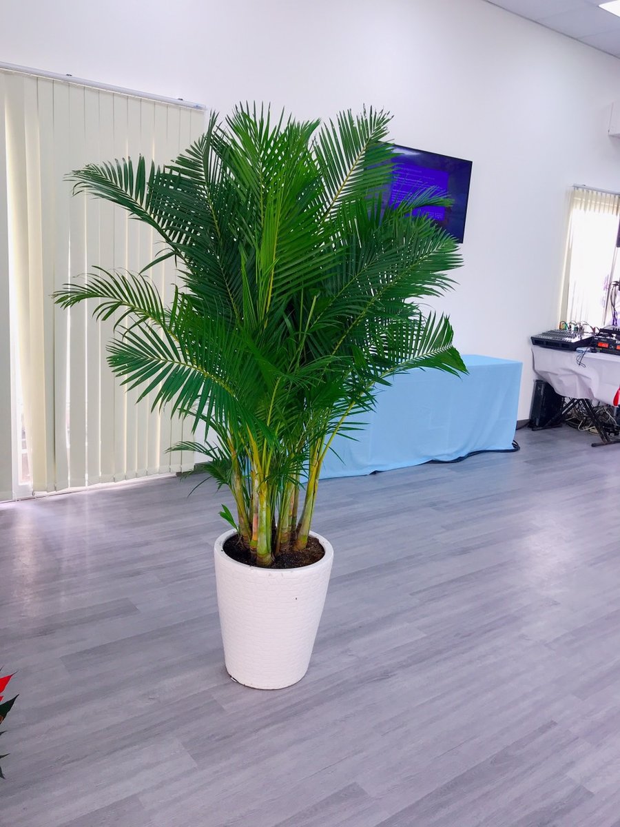 Cây Cau Nhật  – Cau Vàng