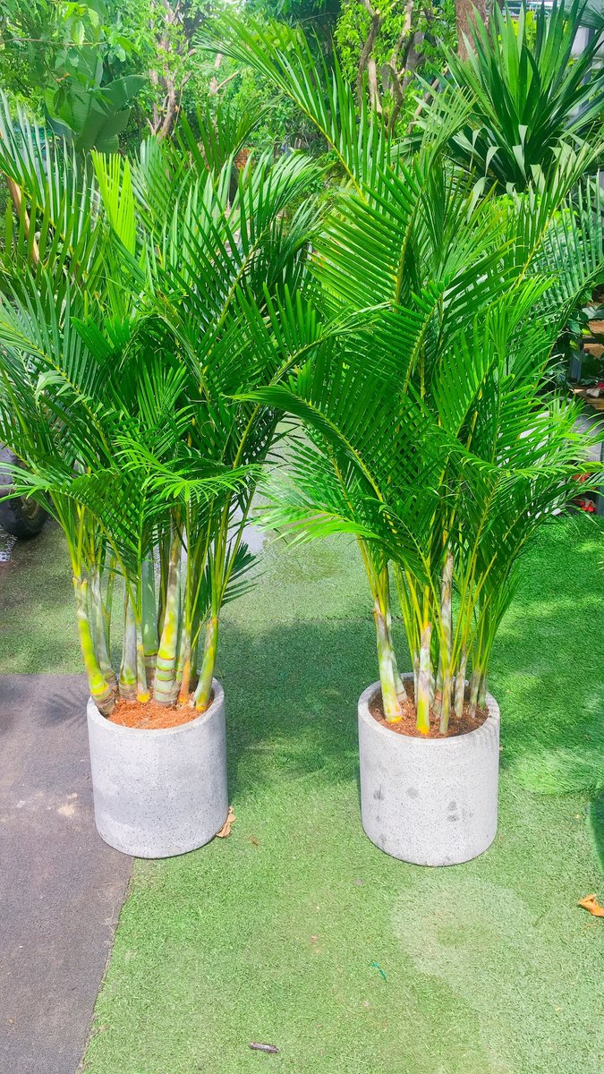 Cây Cau Nhật  – Cau Vàng 3