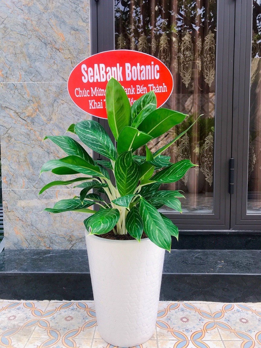 Cây Bạch Mã Hoàng Tử 3