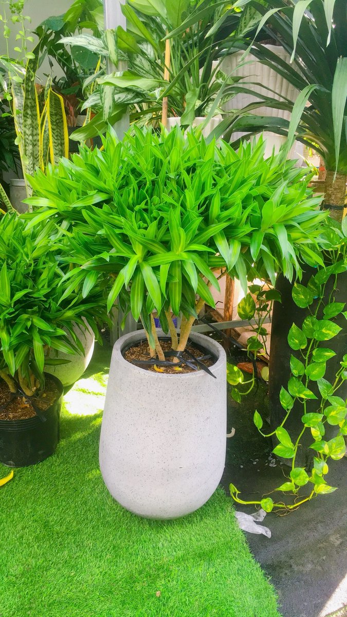 Cây Trúc Bách Hợp 3