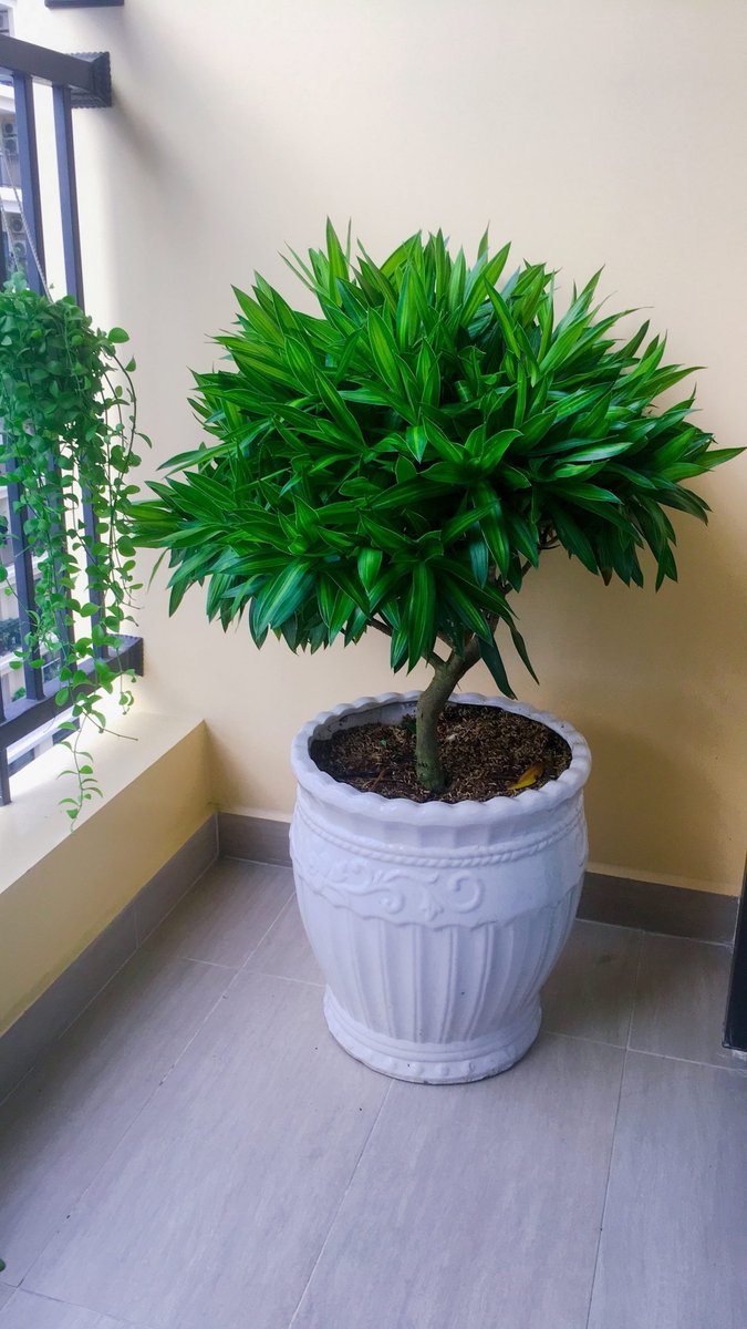Cây Trúc Bách Hợp 2