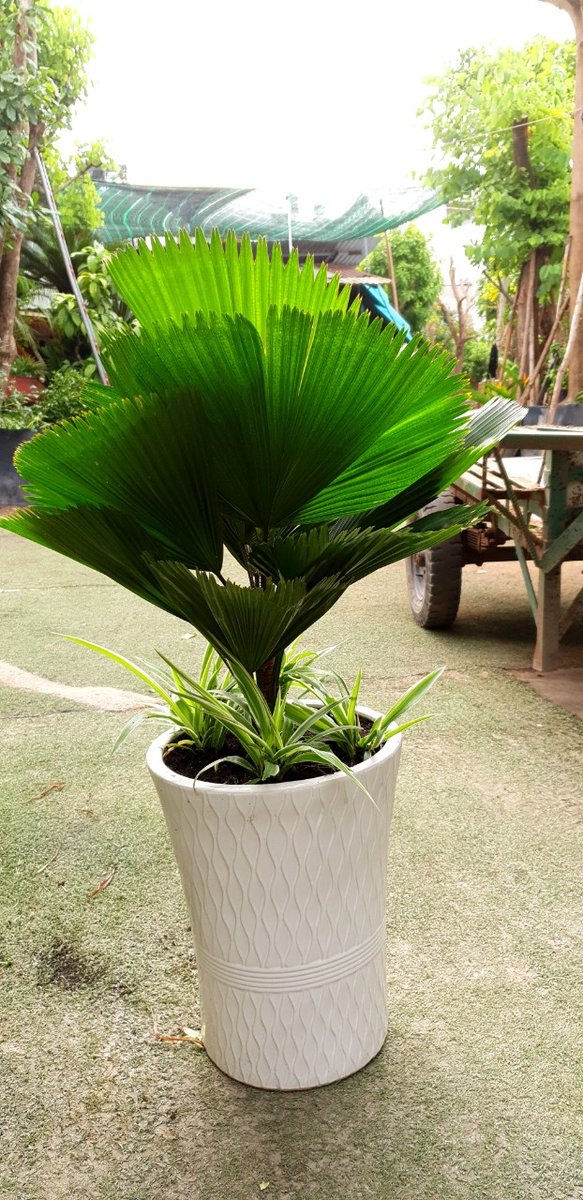 Cây Kè Nhật 3