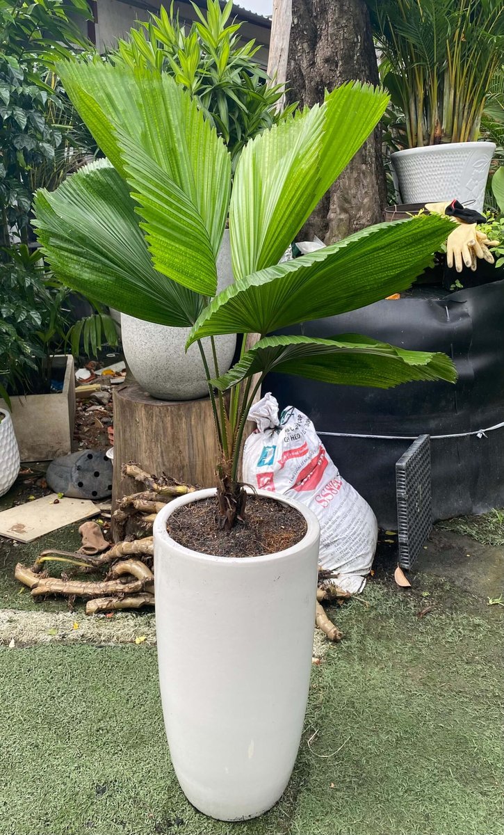 Cây Kè Nhật 2