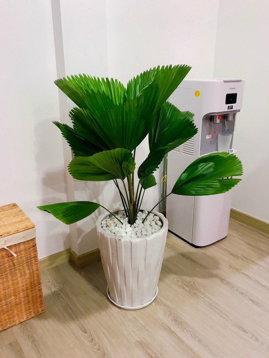 Cây Kè Nhật