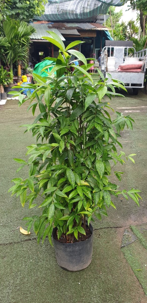 Cây Trúc Nhật 3