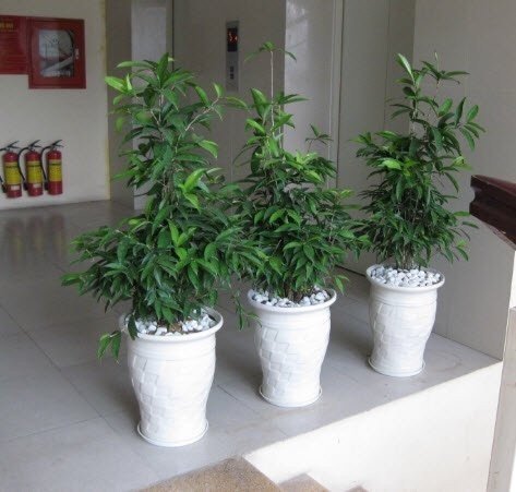 Cây Trúc Nhật 2