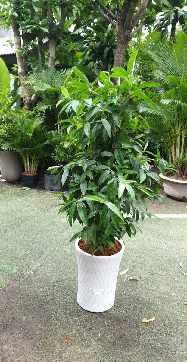 Cây Trúc Nhật