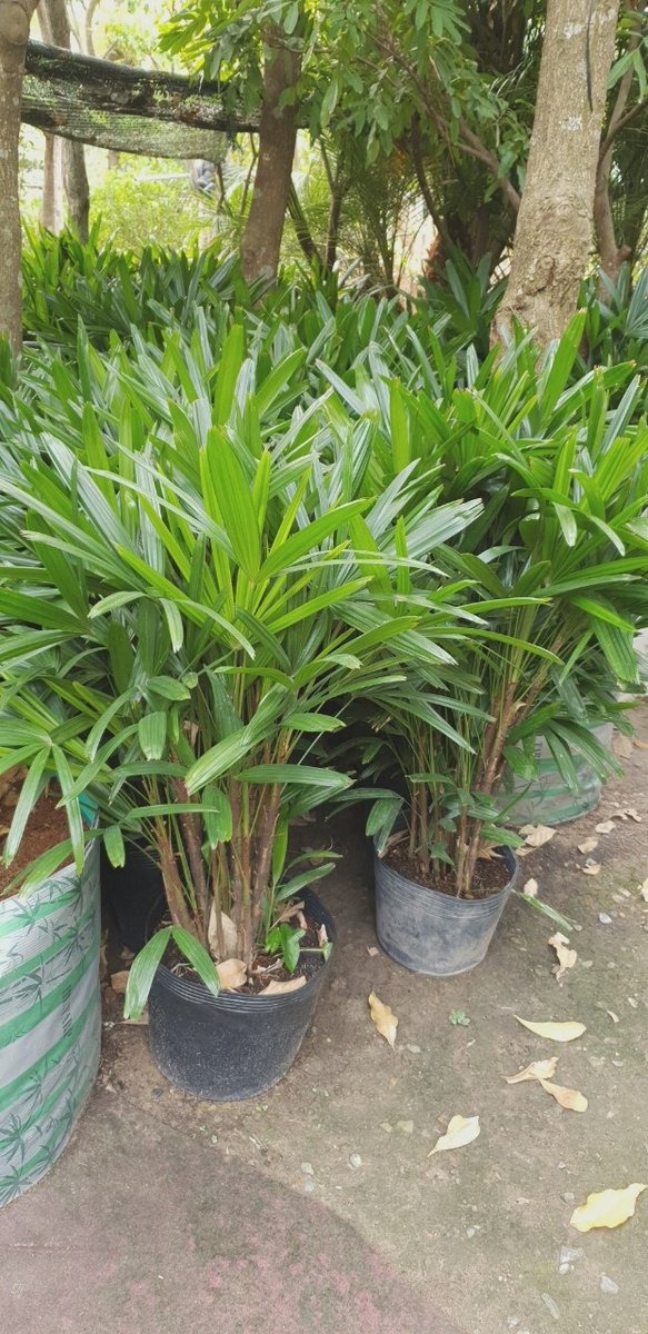 Cây Mật Cật 3