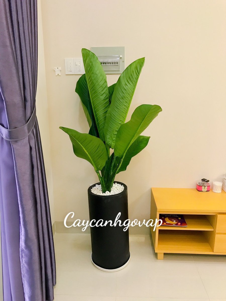 Cây Đại Phú