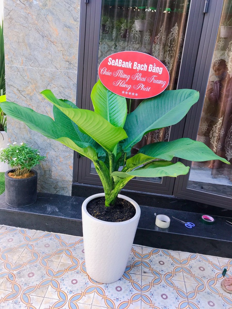 Cây Đại Phú 2