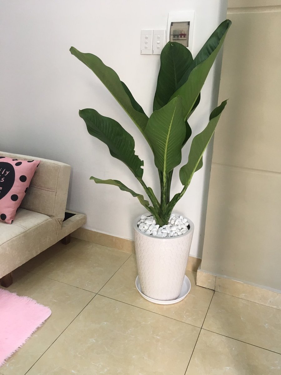Cây Đại Phú 3