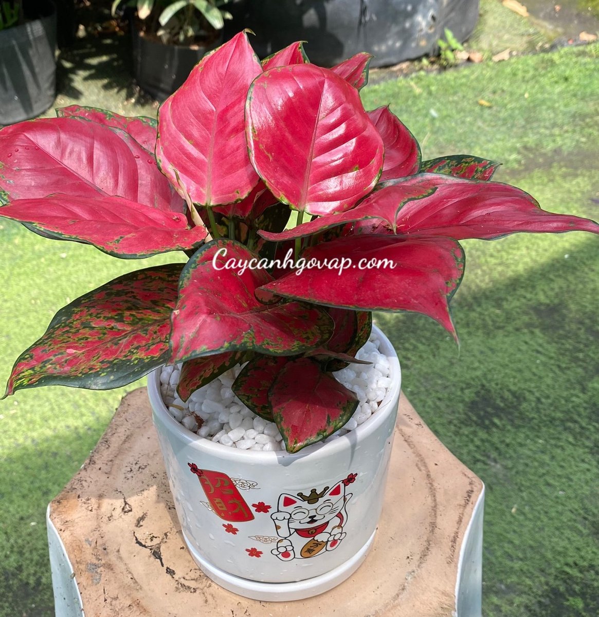 CÂY VẠN LỘC ĐỎ